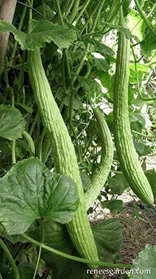 KANAYA Armenian Cucumber Kakdi , Kakri Seed(20 per packet)