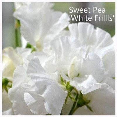 CYBEXIS Sweet Pea 'White Frills' Seeds. White Frills Sweet Peas Seed(1 g)