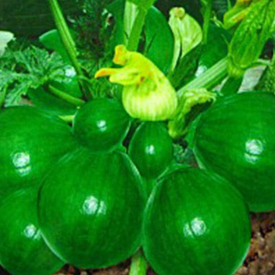 CYBEXIS Early ripening Zucchini Seeds400 Seeds Seed(400 per packet)