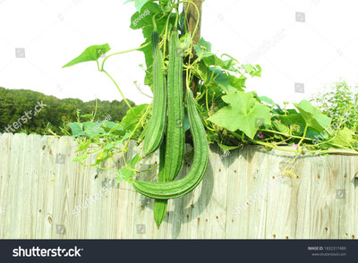 Paudhaa F1 best quality RIDGE GOURD Seed(21 per packet)