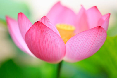 seedito lotus,kamal gatta Seed(11 per packet)