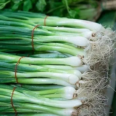 eShoptail Spring Onion ,Bunching Onion ,Vegetable Seeds, High Germination, Home/Garden Seed(5 g)