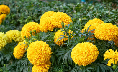 Revaseeds marigold/gende ka phool flower seeds Seed(50 per packet)