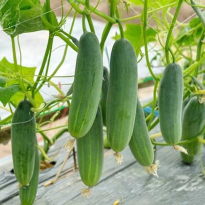 ibains Long white cucumber seed Seed(154 per packet)