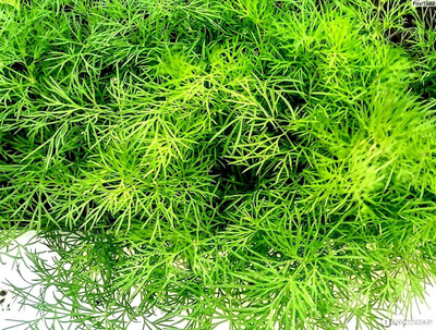 CYBEXIS XL-80 - Dill Green All-Year Round - (250 Seeds) Seed(250 per packet)