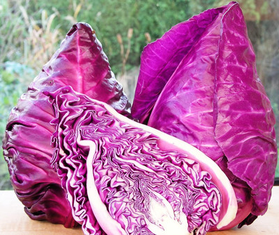 WILLVINE VMR -III Cabbage Red Kalibos Heirloom [2.5g] Seed(750 per packet)