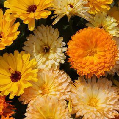 XOLDA Exotic calendula Seed(24 per packet)