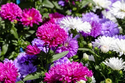 CYBEXIS Callistephus Chinensis100 Seeds Seed(100 per packet)