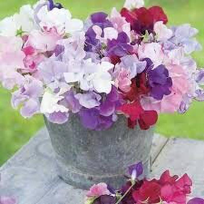 Aywal Sweet peas Seed(80 per packet)