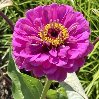 GREENSEA Multi colour Zinnia Flower Seed(39 per packet)