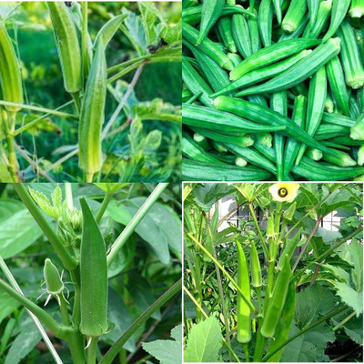 ibains Bhindi plant seeds for vegetable 37 Seed(37 per packet)