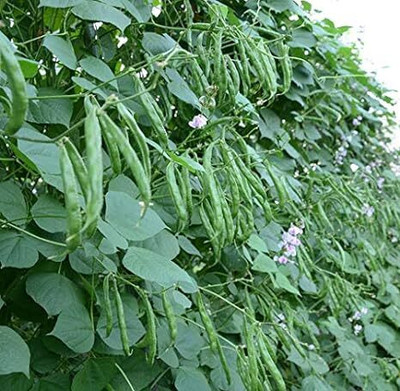 DIVINE BEANS Seed(100 per packet)