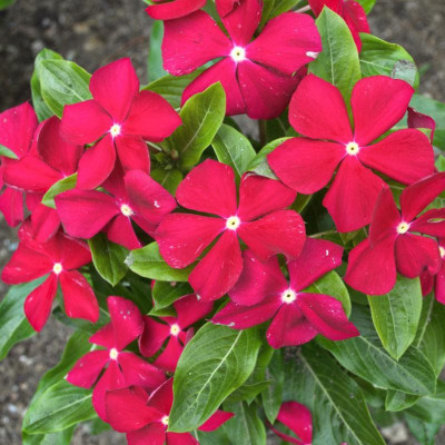 Seedsqlty vinca flower seeds hybrid Seed(12 per packet)