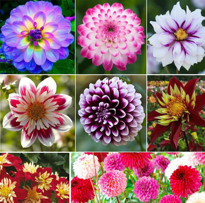 WILLVINE XL-9 Rare Mix Dahlia Pompon Flower Seeds Seed(50 per packet)