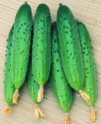 WILLVINE GBPUT-375 Cucumber April F1 Self-Pollinated Seed(200 per packet)