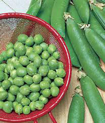 VibeX ® LXI-571 Pea Seed, Thomas Laxton Seed(50 per packet)