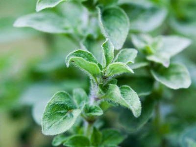 CYBEXIS LX-13 - Italian Oregano HERB - (1350 Seeds) Seed(1350 per packet)