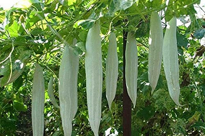 Qualtivate RES-6A Snake Gourd Seeds, chichinda Seed(25 per packet)