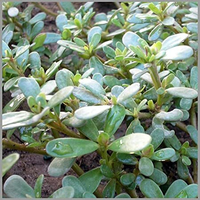 XOLDA Organic kulfa Seed(39 per packet)