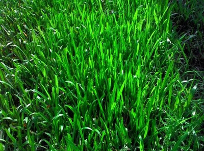 abiswas Sweet Sudan Fodder Grass For Cow Seed(9400 per packet)