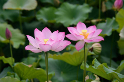 Galaxico lotus,kamal gatta Seed(15 per packet)