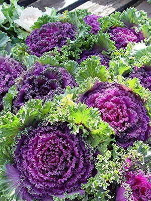 Aywal Ornamental Cabbage / kale Mix Heirloom Flower Seed(150 per packet)