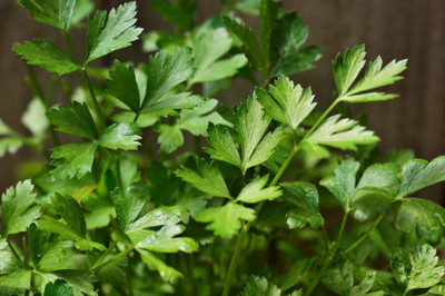 CYBEXIS LX-81 - Giant Italian Parsley - (750 Seeds) Seed(750 per packet)