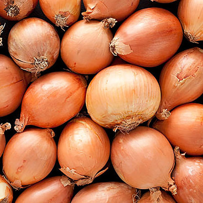 Biosnyg Fast Growing Kelsae Giant Onion Seeds For Kitchen Gardening-(750 Seeds) Seed(750 per packet)