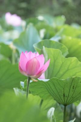 Forestree lotus,kamal seeds Seed(12 per packet)