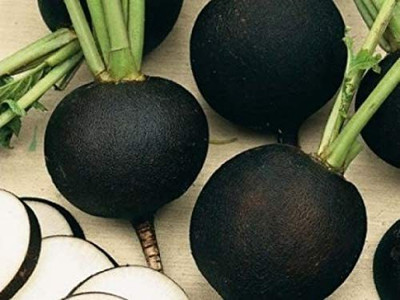 VibeX NDIR-17 - Black Radish - (250 Seeds) Seed(250 per packet)