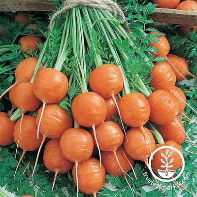 KNESSiN Carrot Parisian Seed(300 per packet)