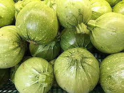 Cloud Farm CHAPPAN KADDU Seed(100 per packet)