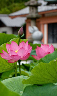 usdeepar retail Water lily flower /bonsai Lotus /Seeds 20 Seeds Seed (20 per packet) Seed(20 per packet)