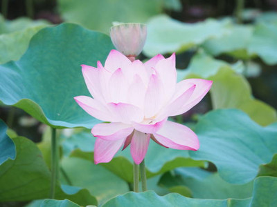EasySeeds lotus,kamal seeds Seed(13 per packet)