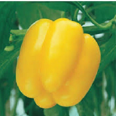 fixeded yellow Capsicum Seed(50 per packet)