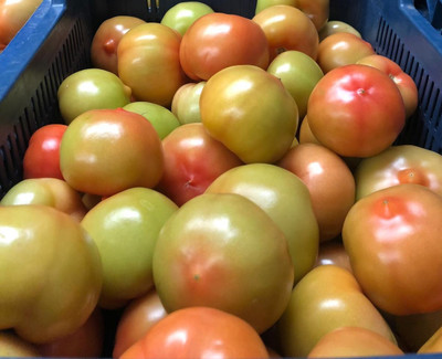 VRAKSHA Red Green Tomatoes Seed(500 per packet)
