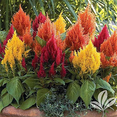 Aywal Celosia Plumose Glorious Mix Seed(80 per packet)