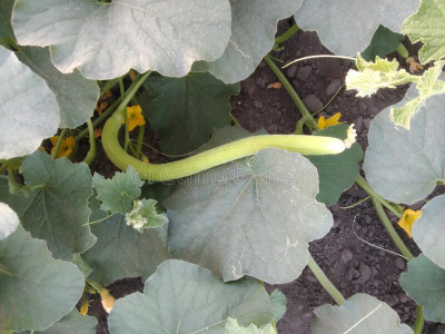 Qualtivate RES-9A Long Melon Kakdi Seed(200 per packet)