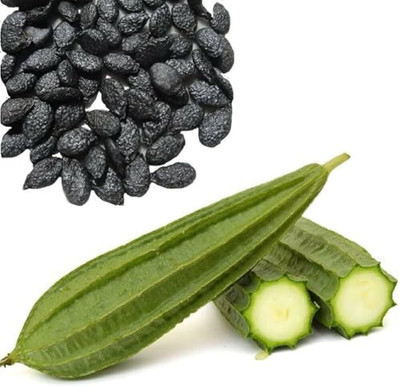 KNESSiN F1 Hybrid Ridge Gourd Stella Vegetable Seeds(250 Seeds) Seed(250 per packet)