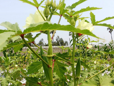 CRGO OKRA , BHINDI Seed(225 per packet)