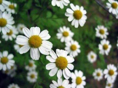CYBEXIS VXI-87 - Nobile Roman Chamomile - (250 Seeds) Seed(250 per packet)