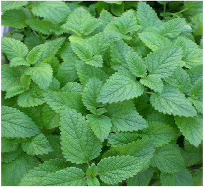 Qualtivate GXL-6AT Lemon Mint Culinary Herb Seed(200 per packet)