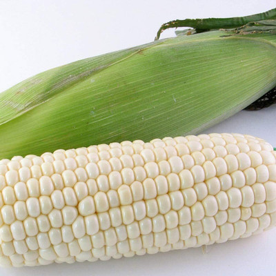 CYBEXIS Non-GMO Rare White Corn Seeds 2000 Seeds Seed(2000 per packet)