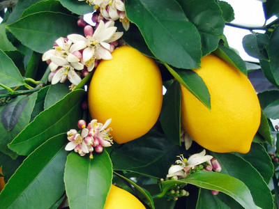 Aywal Lemon Seed(22 per packet)