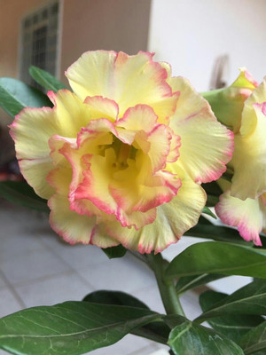 CRGO ADENIUM Seed(35 per packet)