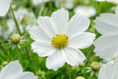ZIXA Cosmos bipinnatus ‘Apollo White’ Seed(40 per packet)