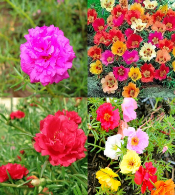 ibains Hybrid moss rose seeds 83 Seed(83 per packet)