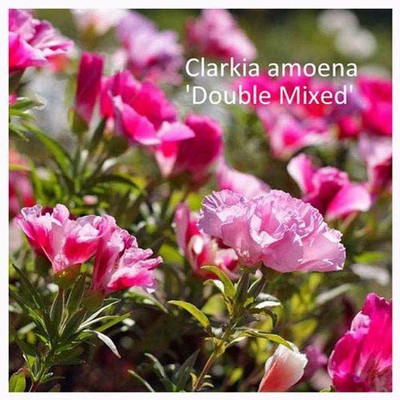 CYBEXIS Clarkia amoena Double Mixed Seeds. Double Clarkia Seed(50 per packet)
