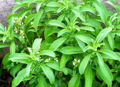 GEZ Candy Leaf - Sweetleaf Stevia Rebaudiana Seed(30 per packet)