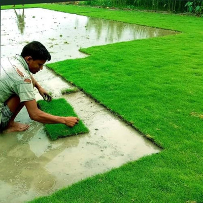 ibains grass seeds for home garden Seed(8200 per packet)